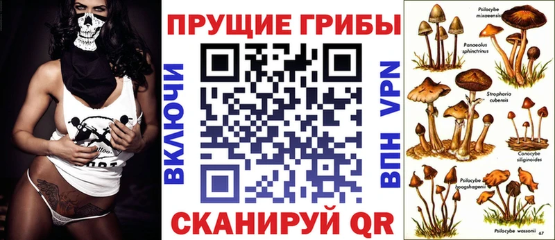 Галлюциногенные грибы Psilocybe  купить наркотики сайты  Камышлов 